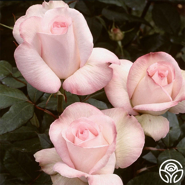 Sheer Bliss 4 Sheer Bliss - Image 2