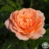 Shining Light™ 1 Shining Light™ -Heirloom Roses shining light 2 8