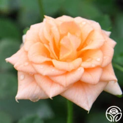 Shining Light™ -Heirloom Roses shining light 3 8