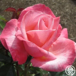 Silver Jubilee® -Heirloom Roses silver jubilee 3 8