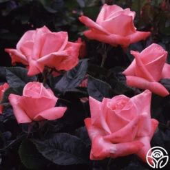 Silver Jubilee® -Heirloom Roses silver jubilee 5 8