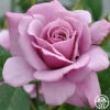 Silver Star ™ 2 Silver Star ™ -Heirloom Roses silver star 1 1 1