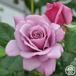 Silver Star ™ 7 Silver Star ™ -Heirloom Roses silver star 2 8