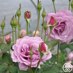 Heirloom Roses -Heirloom Roses silver star 3 8