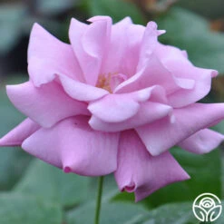 Singin' The Blues -Heirloom Roses singin the blues 2 1