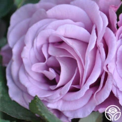 Singin' The Blues -Heirloom Roses singin the blues 4 1