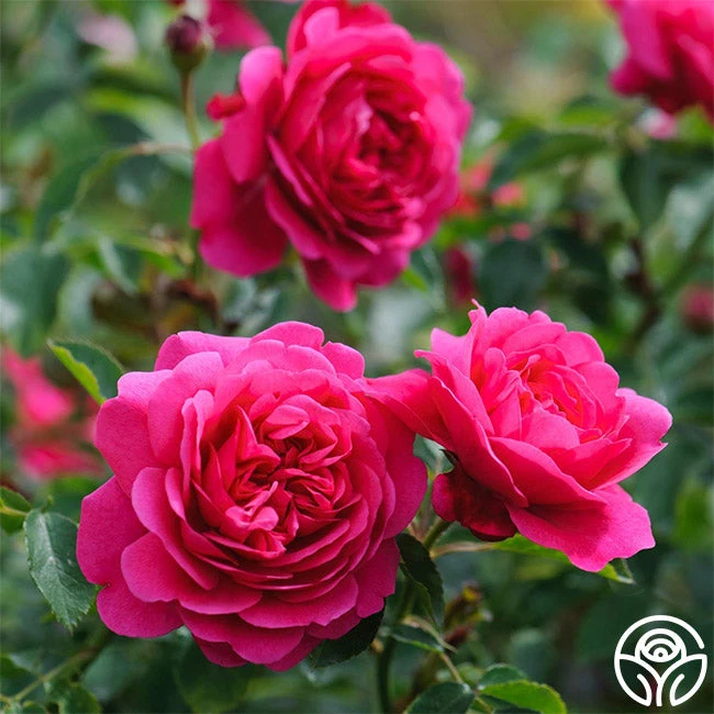 Sir John Betjeman 3 Sir John Betjeman