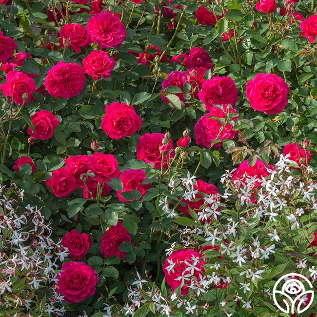 Sir John Betjeman 5 Sir John Betjeman - Image 3