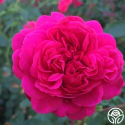 Sir John Betjeman 13 Sir John Betjeman -Heirloom Roses sir john betjeman 13