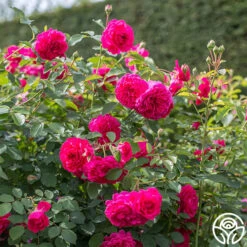 Sir John Betjeman 12 Sir John Betjeman -Heirloom Roses sir john betjeman 14