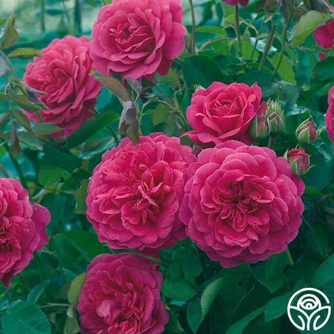 Sir John Betjeman 6 Sir John Betjeman - Image 4