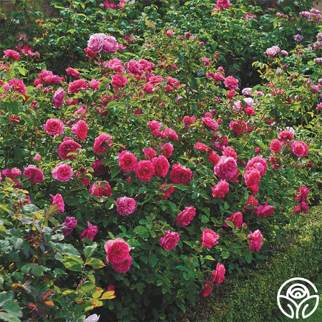 Sir John Betjeman 4 Sir John Betjeman - Image 2