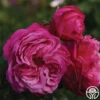 Sister Emmanuelle™ -Heirloom Roses sister emmanuelle 1