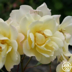 Sky's The Limit™ 8 Sky's The Limit™ -Heirloom Roses skys the limit logo 03