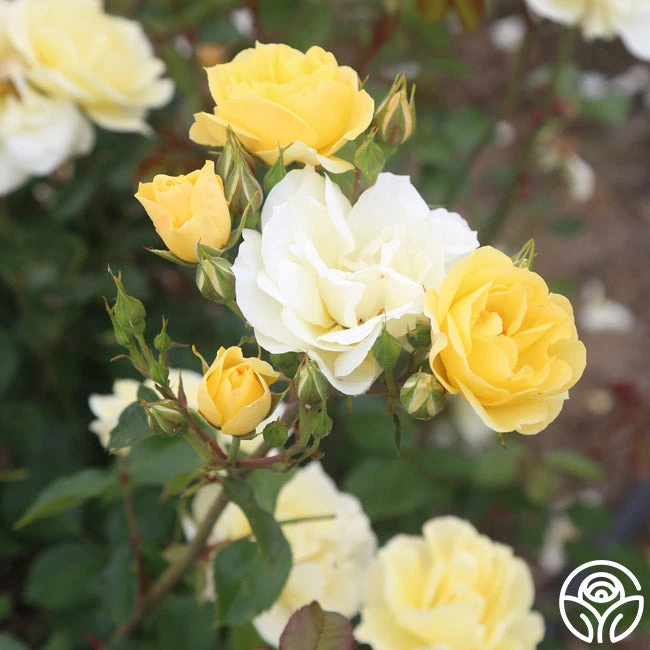 Sky's The Limit™ 4 Sky's The Limit™ - Image 2