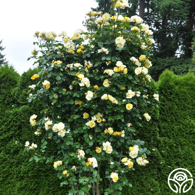 Sky's The Limit™ 6 Sky's The Limit™ - Image 4