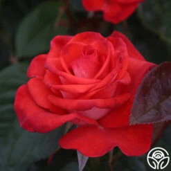 Smokin’ Hot™ 13 Smokin’ Hot™ -Heirloom Roses smokin hot 7