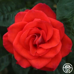 Smokin’ Hot™ 12 Smokin’ Hot™ -Heirloom Roses smokin hot 1
