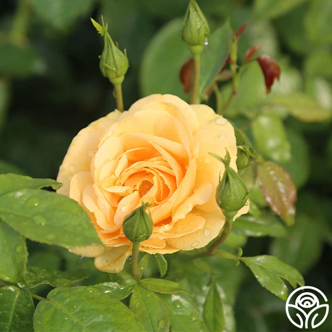 Soaring To Glory 4 Soaring To Glory - Image 2