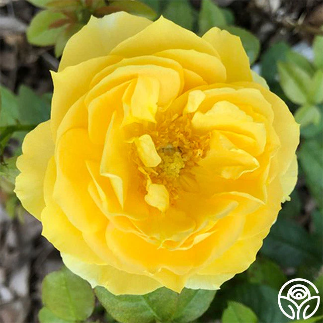 Soaring To Glory 3 Soaring To Glory