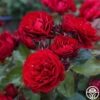 Songs Of Praise™ -Heirloom Roses songs of praise 1 5
