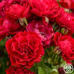 Songs Of Praise™ -Heirloom Roses songs of praise 4 5