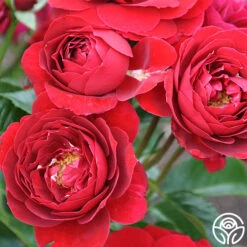 Songs Of Praise™ -Heirloom Roses songs of praise 5 5