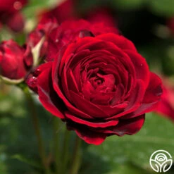 Songs Of Praise™ -Heirloom Roses songs of praise 6