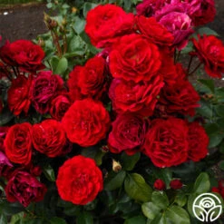 Songs Of Praise™ -Heirloom Roses songs of praise 7