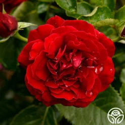 Songs Of Praise™ -Heirloom Roses songs of praise 9