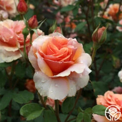Sunbelt® Soul Sister™ -Heirloom Roses soul sister 15