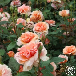 Sunbelt® Soul Sister™ -Heirloom Roses soul sister 17