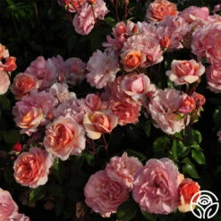Sunbelt® Soul Sister™ -Heirloom Roses soul sister 3