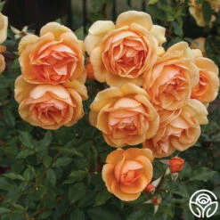 Sunbelt® South Africa® 15 Sunbelt® South Africa® -Heirloom Roses south africa 1 1