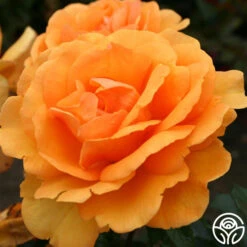 Sunbelt® South Africa® 20 Sunbelt® South Africa® -Heirloom Roses south africa 2 1