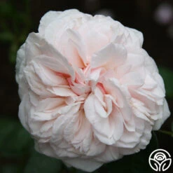 Souvenir De La Malmaison