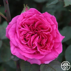 Souvenir Du Président Lincoln 14 Souvenir Du Président Lincoln -Heirloom Roses souvenir du pre sident lincoln 11