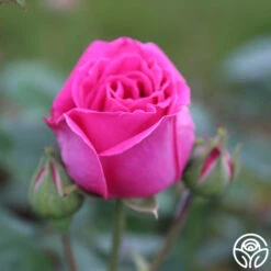 Souvenir Du Président Lincoln 18 Souvenir Du Président Lincoln -Heirloom Roses souvenir du pre sident lincoln 12