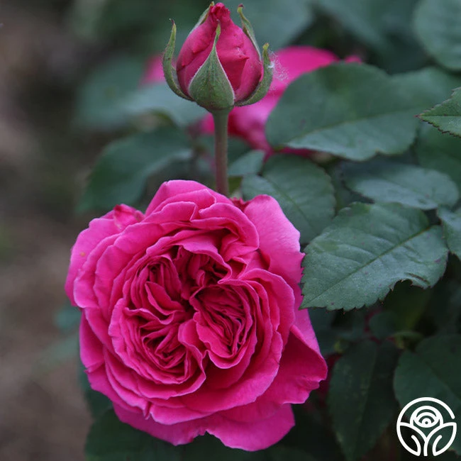 Souvenir Du Président Lincoln 8 Souvenir Du Président Lincoln - Image 6