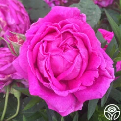 Souvenir Du Président Lincoln 19 Souvenir Du Président Lincoln -Heirloom Roses souvenir du president lincoln 1 2