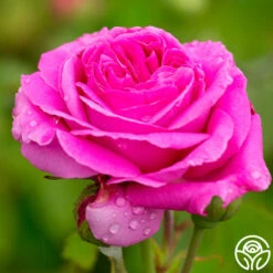 Souvenir Du Président Lincoln 13 Souvenir Du Président Lincoln -Heirloom Roses souvenir du president lincoln 2 2