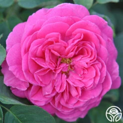 Souvenir Du Président Lincoln 17 Souvenir Du Président Lincoln -Heirloom Roses souvenir du president lincoln 3 2