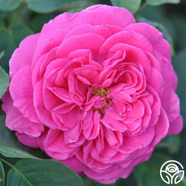 Souvenir Du Président Lincoln 9 Souvenir Du Président Lincoln - Image 7