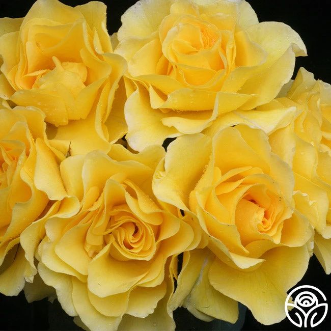 Sparkle & Shine™ 12 Sparkle & Shine™ - Image 10