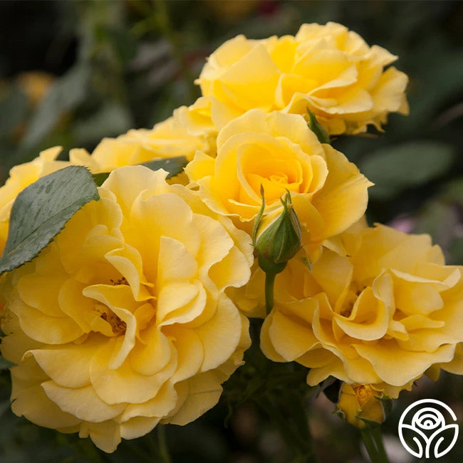 Sparkle & Shine™ 4 Sparkle & Shine™ - Image 2