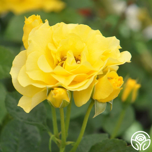 Sparkle & Shine™ 11 Sparkle & Shine™ - Image 9