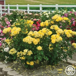 Sparkle & Shine™ 15 Sparkle & Shine™ -Heirloom Roses sparkle shine 5