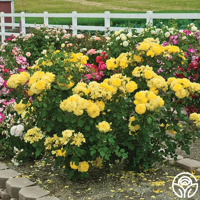 Sparkle & Shine™ 5 Sparkle & Shine™ - Image 3