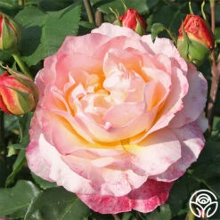 Spiced Coffee™ -Heirloom Roses spiced coffee 2 1