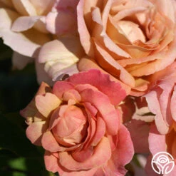 Spiced Coffee™ -Heirloom Roses spiced coffee 3